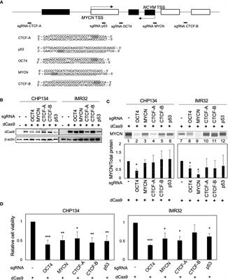 Inhibition of OCT4 binding at the MYCN locus induces neuroblastoma cell death accompanied by downregulation of transcripts with high-open reading frame dominance